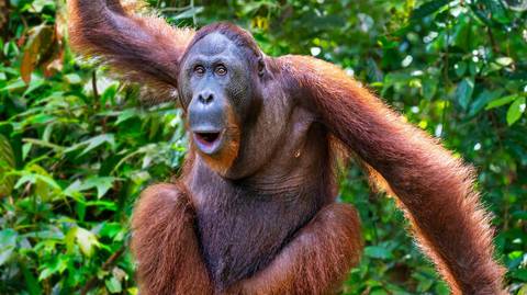 Escorted Borneo Adventure - Premium Tour