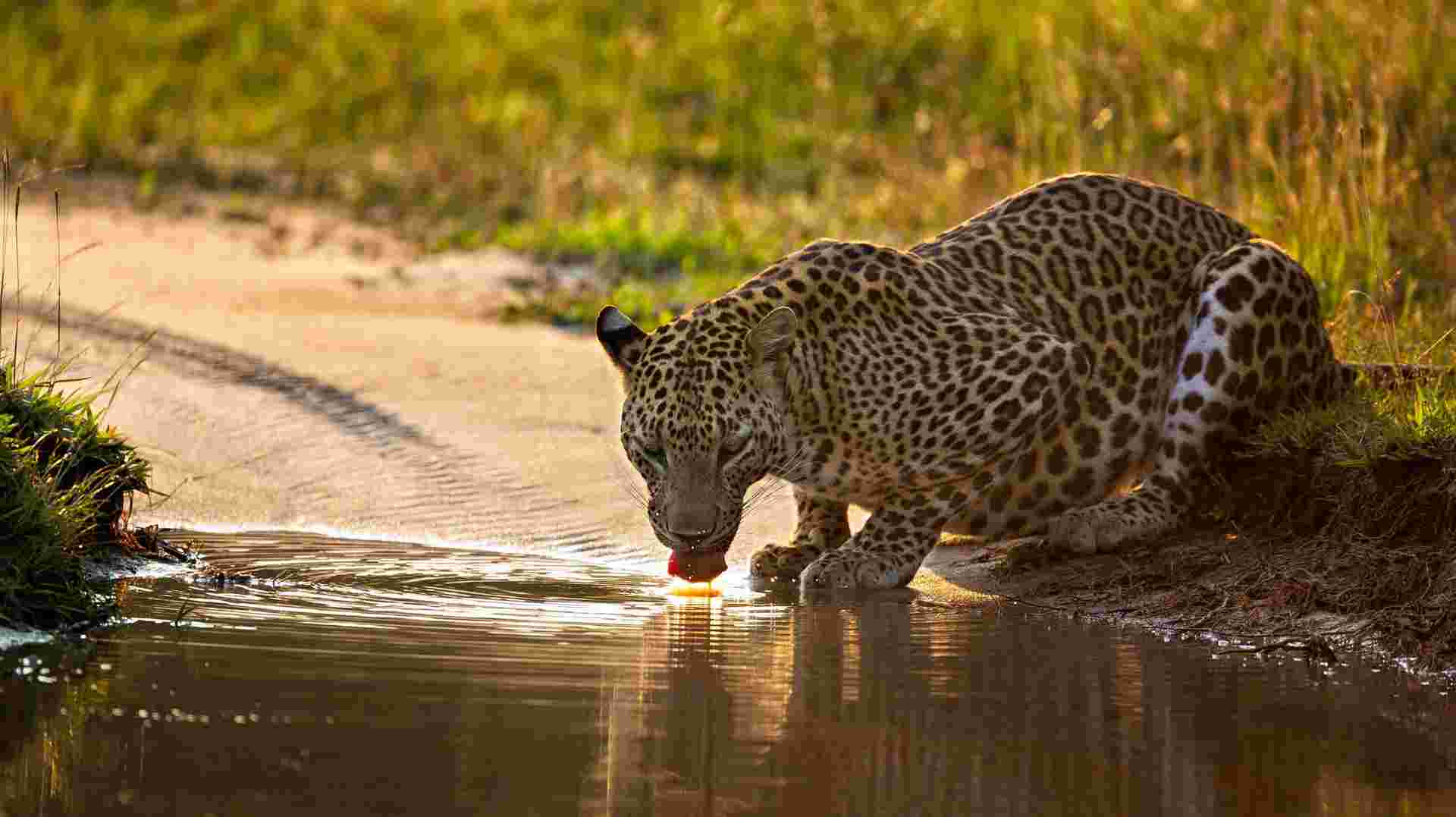 Sri Lanka Safari & Wildlife Tour