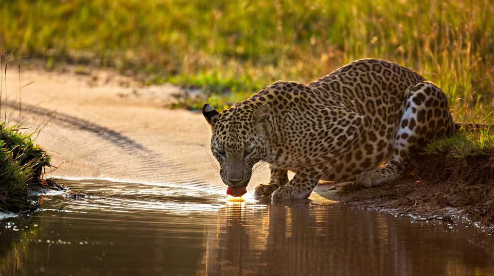 Sri Lanka Safari & Wildlife Tour - Tweet World Travel - Sri Lanka - Image 1