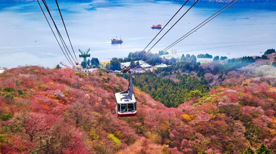 Japan Cherry Blossom Discovery Tour - Tweet World Travel - Japan