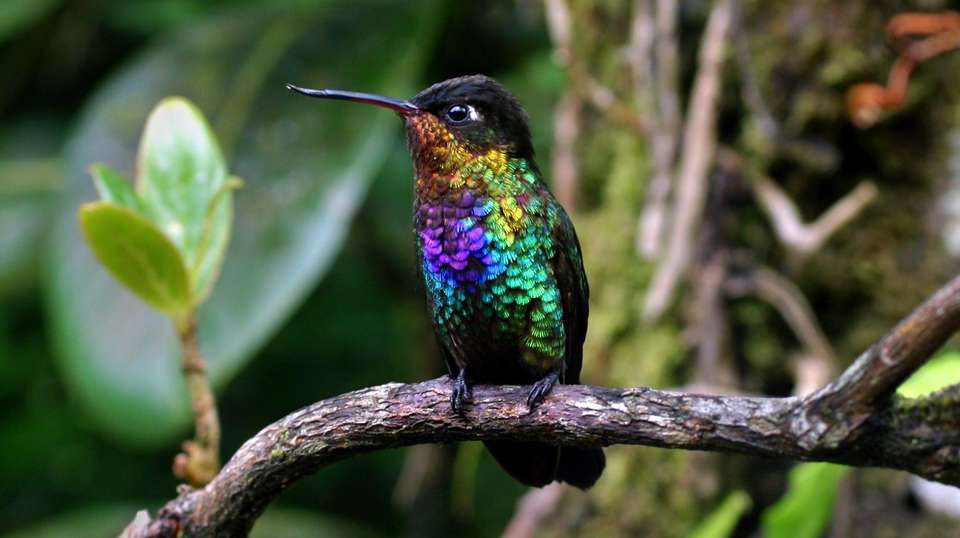 7 Days: Highlights of Costa Rica - Green World Adventures - Costa Rica - Image 2