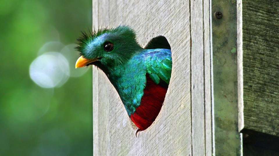 7 Days: Highlights of Costa Rica - Green World Adventures - Costa Rica - Image 3