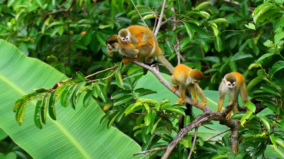 7 Days: Highlights of Costa Rica - Green World Adventures - Costa Rica - Image 10