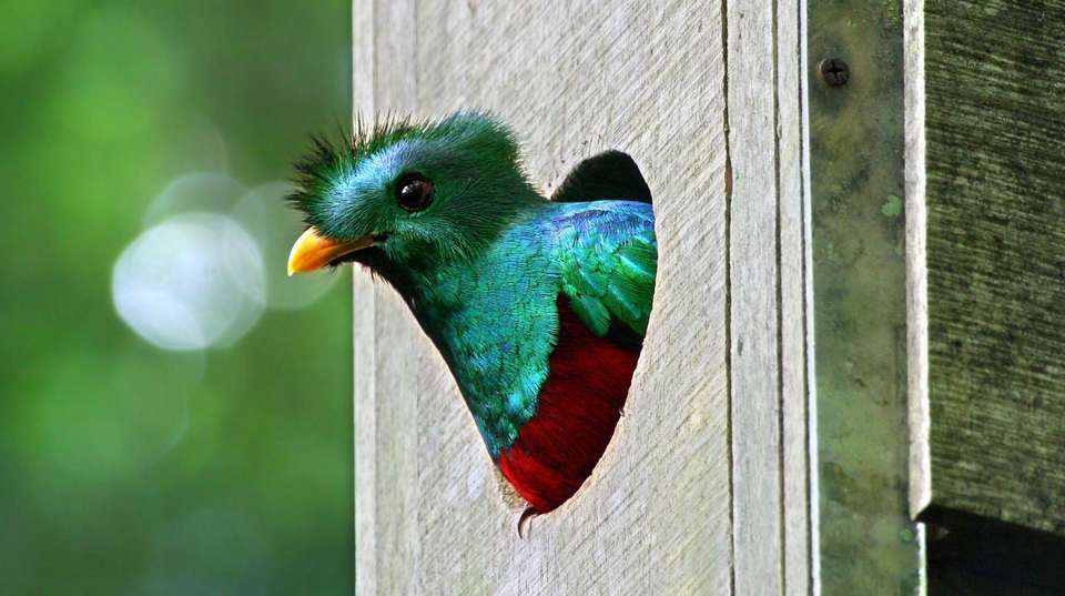 Raft, Hike and Explore Costa Rica - Green World Adventures - Costa Rica - Image 7