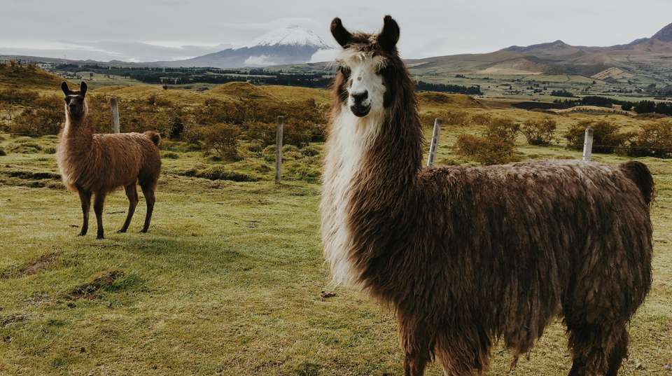 Ecuador Treasures Bucket List 8 Days Tour - undefined - Image 10