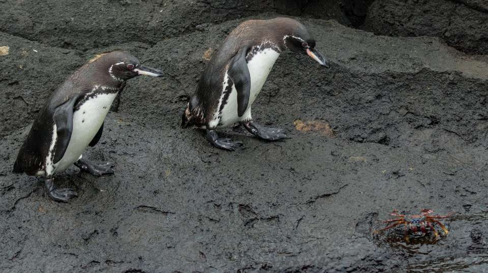 Nature and Culture in Ecuador - undefined - Image 7
