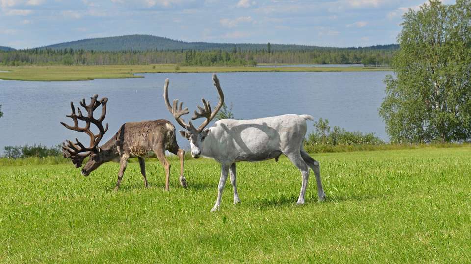 Delve Deep: Lapland (Winter) - undefined - Image 3