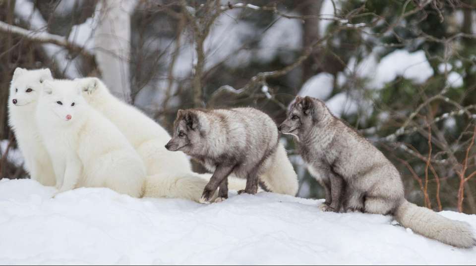 Delve Deep: Lapland (Winter) - undefined - Image 6