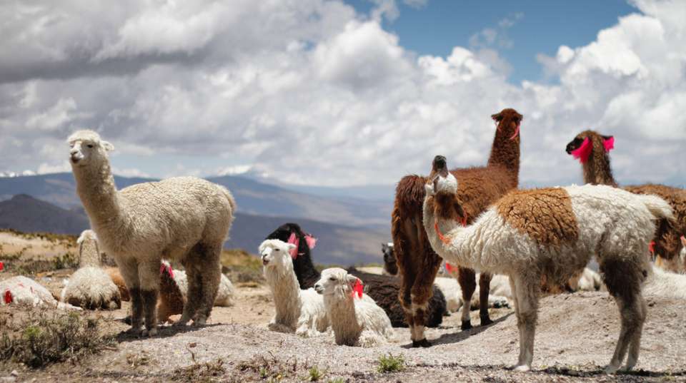 Peru and Ecuador Discovery Tour - Say Hueque Argentina & Chile Journeys - Peru - Image 5