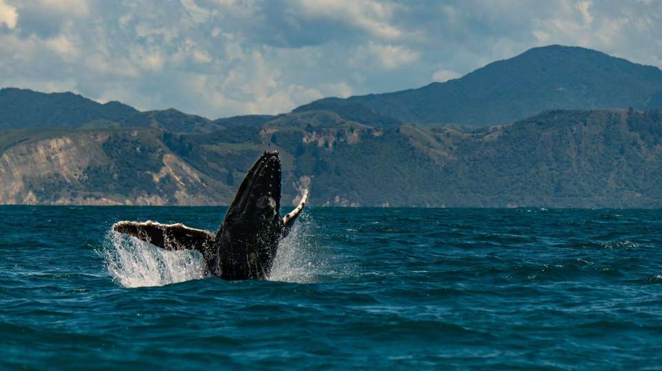 Delve Deep: New Zealand South Island - undefined - Image 7