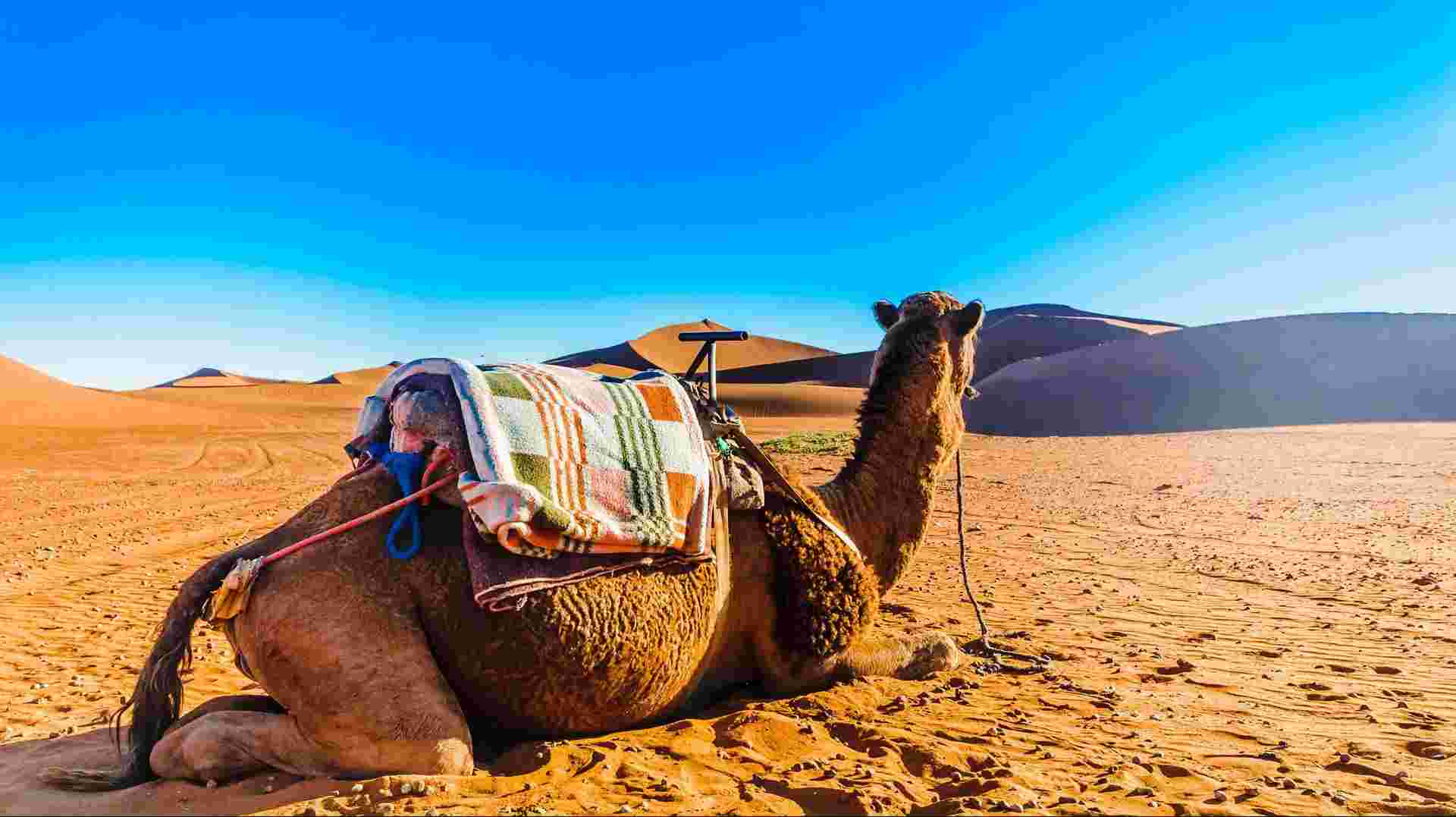 Delve Deep: Morocco