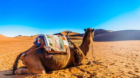 Delve Deep: Morocco - 11 Days
