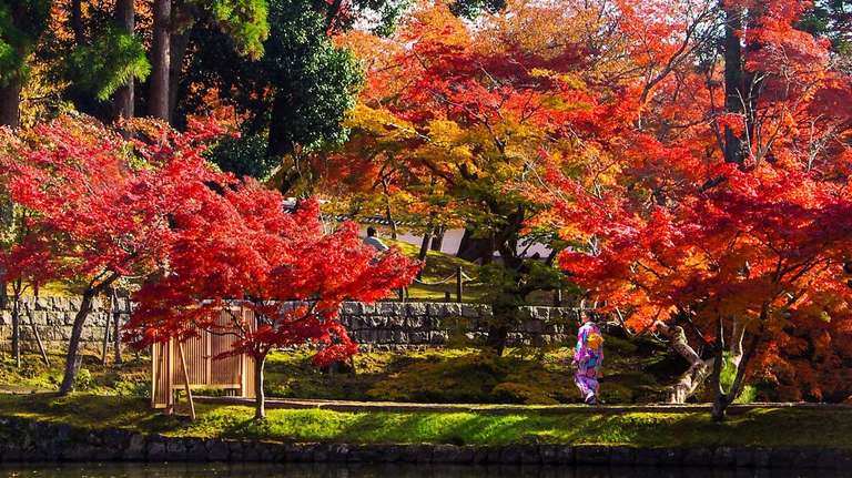Osaka Sightseeing Tour: Discover Japan's Fall Foliage with Kumano Kodo