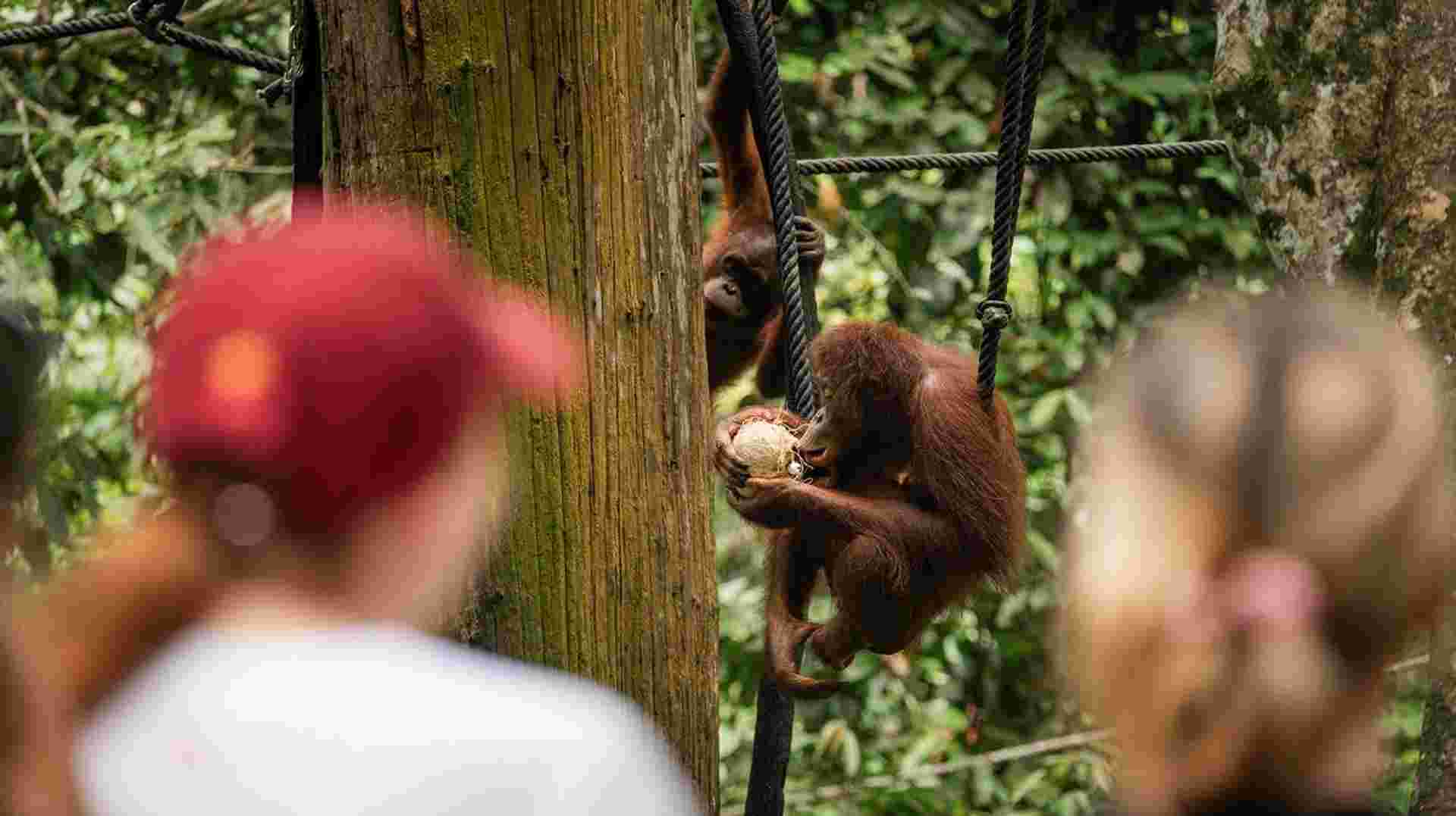 Borneo Adventure
