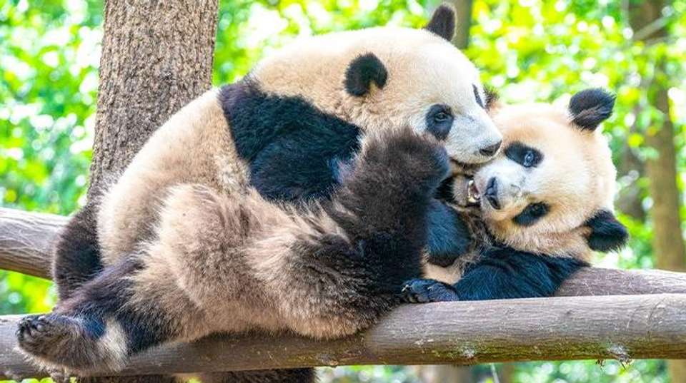 15 Days Cultural Diversity of China, Panda & Holy Tibet - Asia Odyssey Travel - China - Image 1