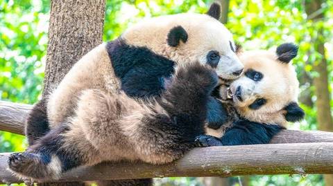 15 Days Cultural Diversity Of China, Panda & Holy Tibet
