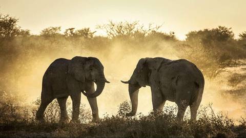 Upgraded - Botswana Wildlife Safari - Fall Tours