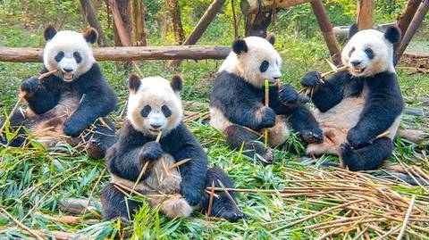 15-day China Impression Small Group Tour