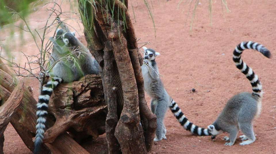 East Meets North: A Madagascar Adventure - undefined - Image 2