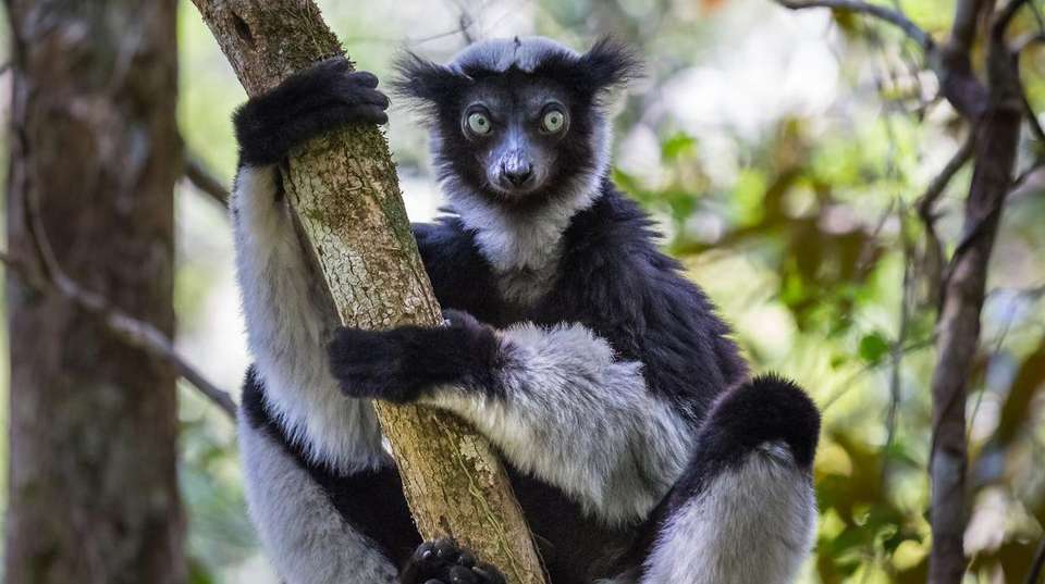 East Meets North: A Madagascar Adventure - undefined - Image 3