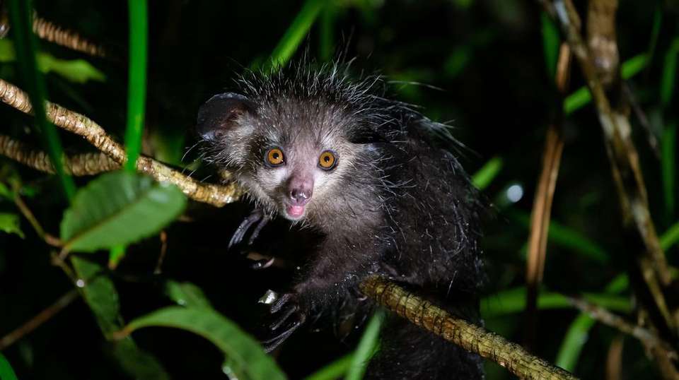 East Meets North: A Madagascar Adventure - undefined - Image 4