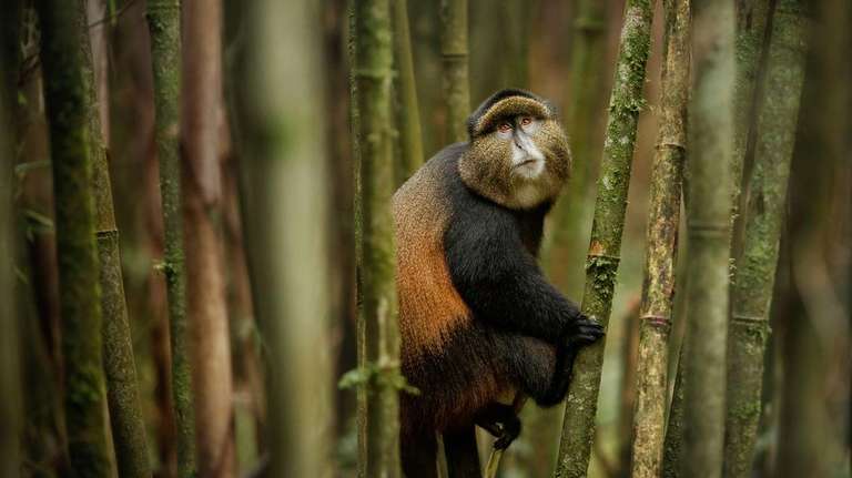 2-Day Gorilla & Golden Monkey Trekking Safari - April 2027