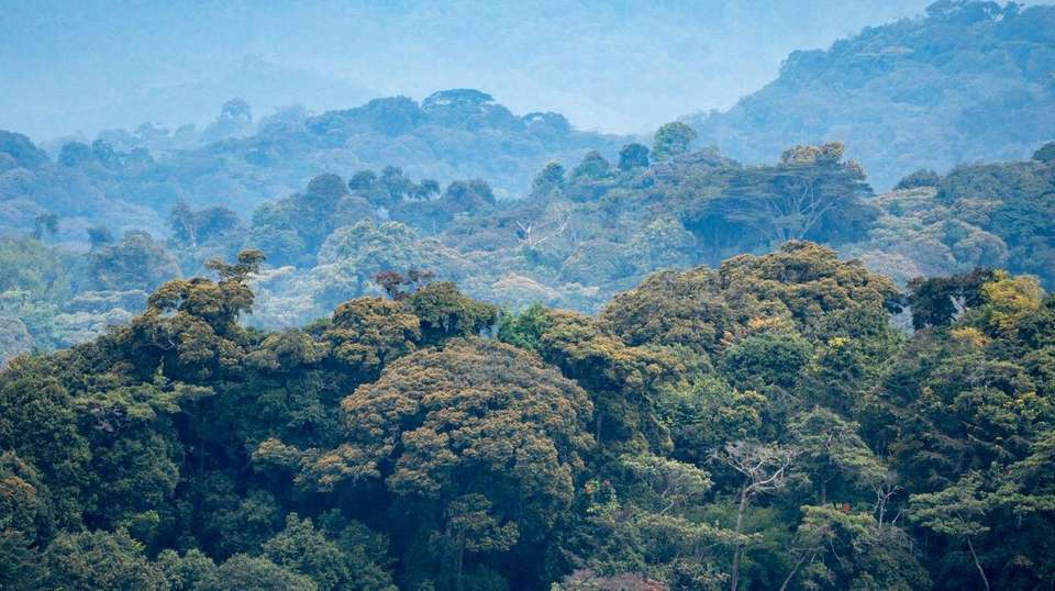 A Perfect Rwanda Wildlife & Scenic Escape - Kingfisher Journeys - Rwanda - Image 6