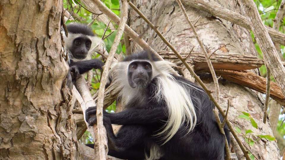 A Perfect Rwanda Wildlife & Scenic Escape - Kingfisher Journeys - Rwanda - Image 7