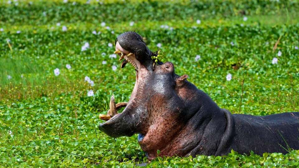 A Thrilling Big 5 Safari in Rwanda's Heartland - Kingfisher Journeys - Rwanda - Image 1