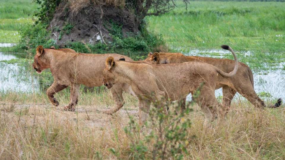 A Thrilling Big 5 Safari in Rwanda's Heartland - Kingfisher Journeys - Rwanda - Image 6