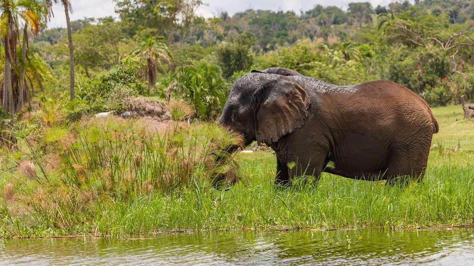 A Thrilling Big 5 Safari in Rwanda's Heartland - Kingfisher Journeys - Rwanda - Image 7