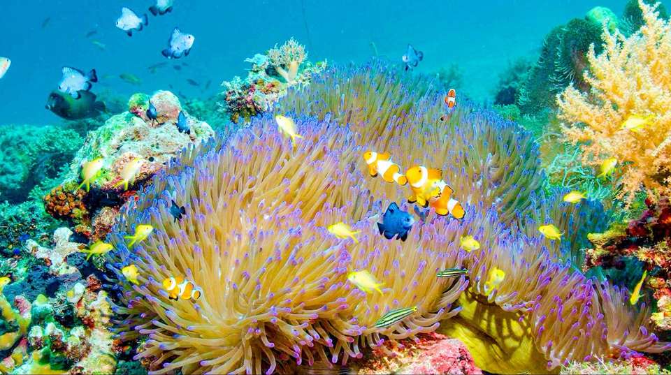 12-Day Panoramic Palawan Group Tour - undefined - Image 5