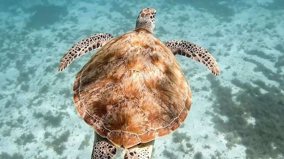 9-Day In-depth Palawan Group Tour - Asia Odyssey Travel - Philippines - Image 7