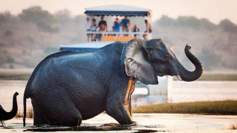 Windhoek Wildlife Tour: Southern Africa Safari Reunion 35 To 45