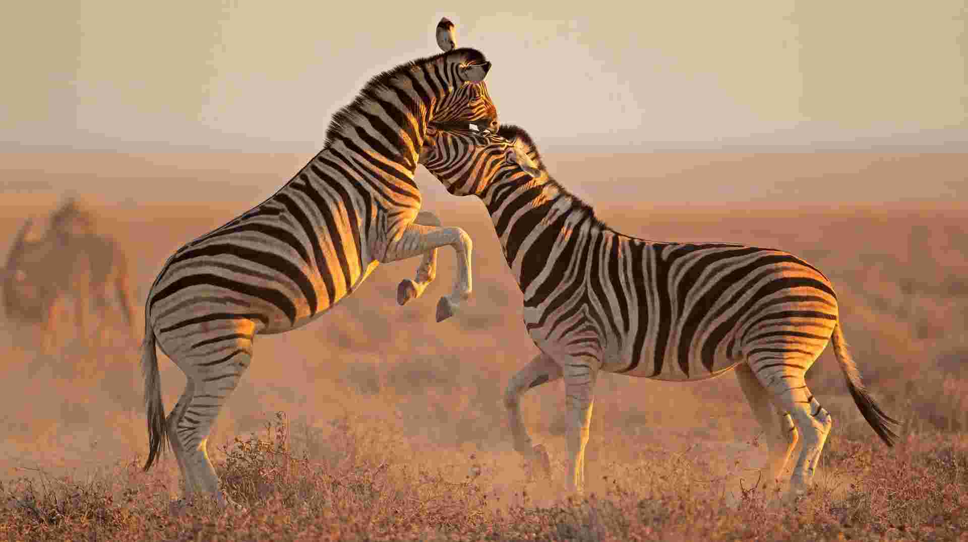 Nomadic Namibia Reunion 35 to 45