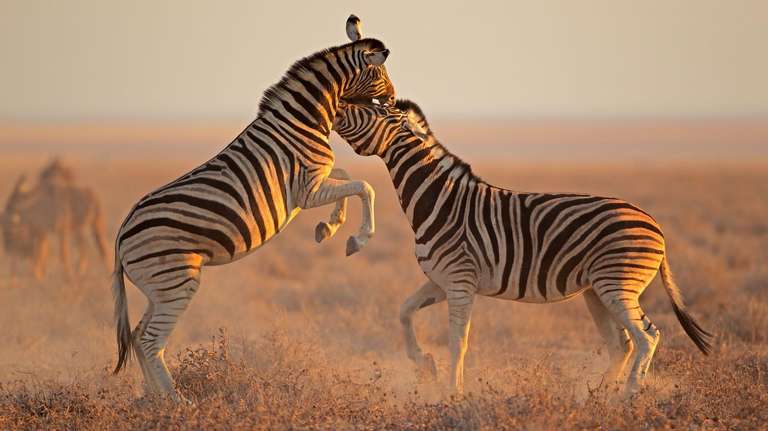 Namibia National parks Tour: Nomadic Namibia Reunion 35 to 45