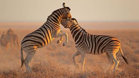 Namibia Travel Deals: Nomadic Namibia Reunion 35 To 45
