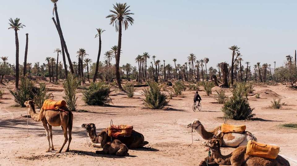 7 Days Morocco Imperial Tour And Sahara Desert Adventure  - Voyagiste Maroc - Morocco - Image 13