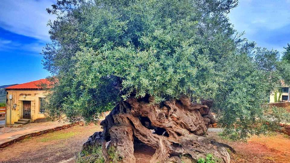 Charming Crete (All-Inclusive Semi-Private Tour) - undefined - Image 8