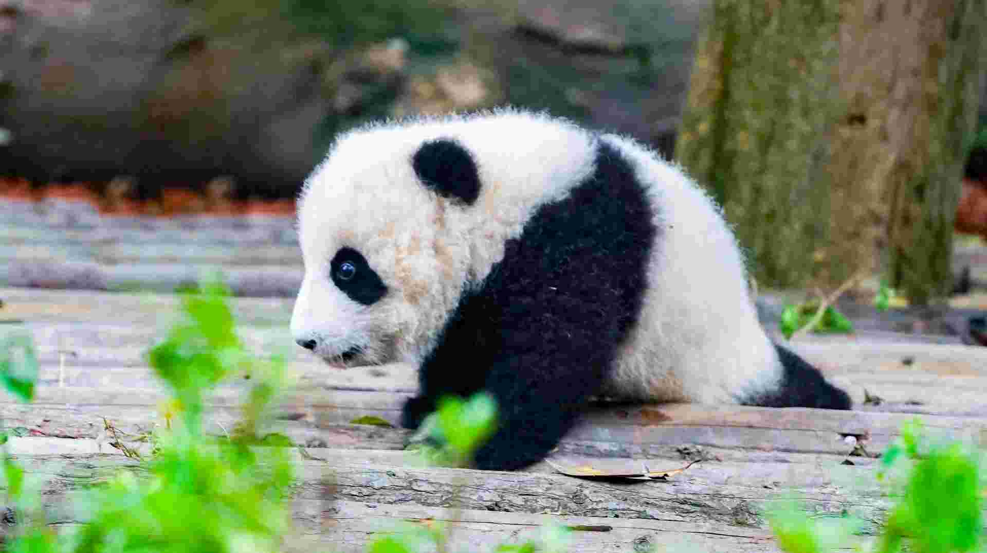 Essence of China: Ancient Wonder and Pandas