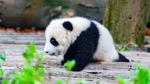 Shanghai Food Tour: Essence Of China: Ancient Wonder And Pandas