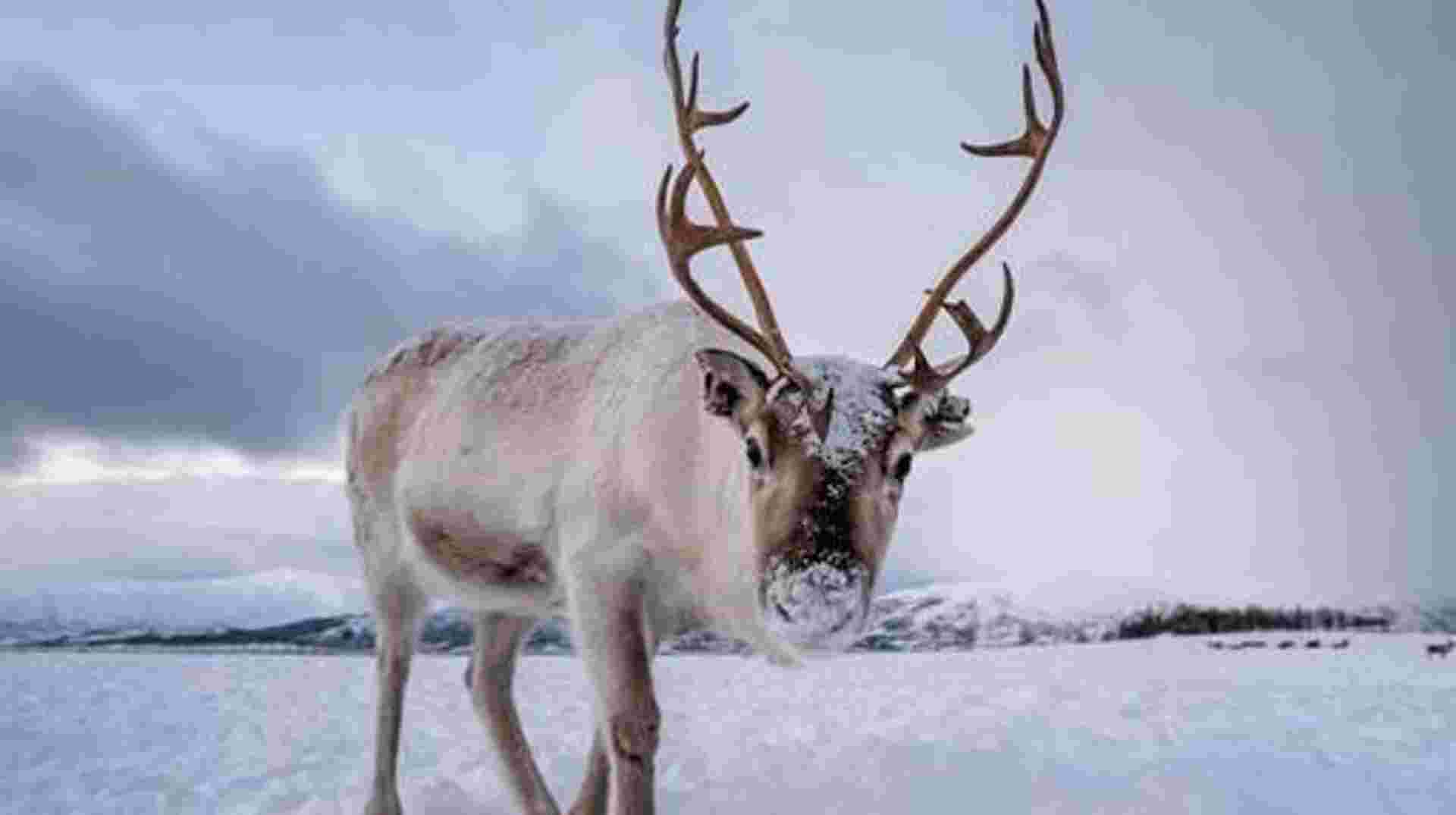 Arctic Experience 2026