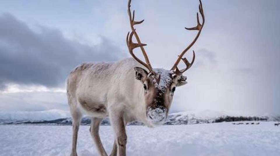 Arctic Experience 2026 - undefined - Image 1