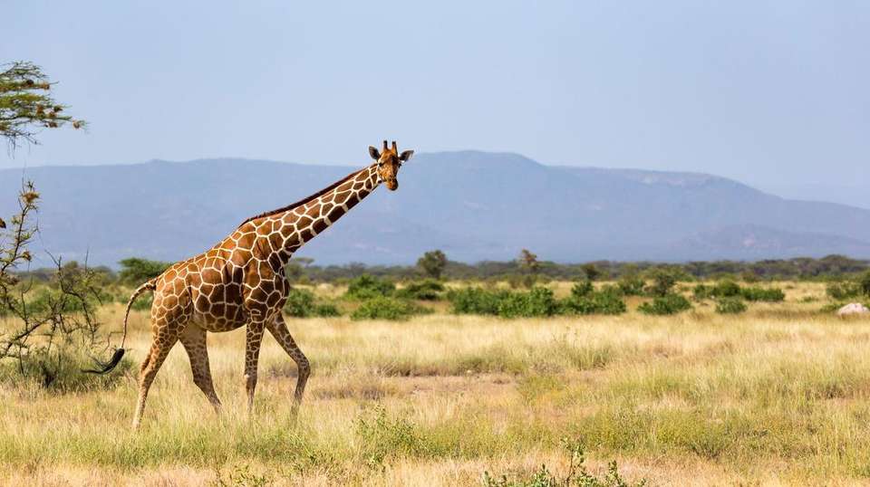 Cape Town, Kruger and Bushfire Festival - undefined - Image 2