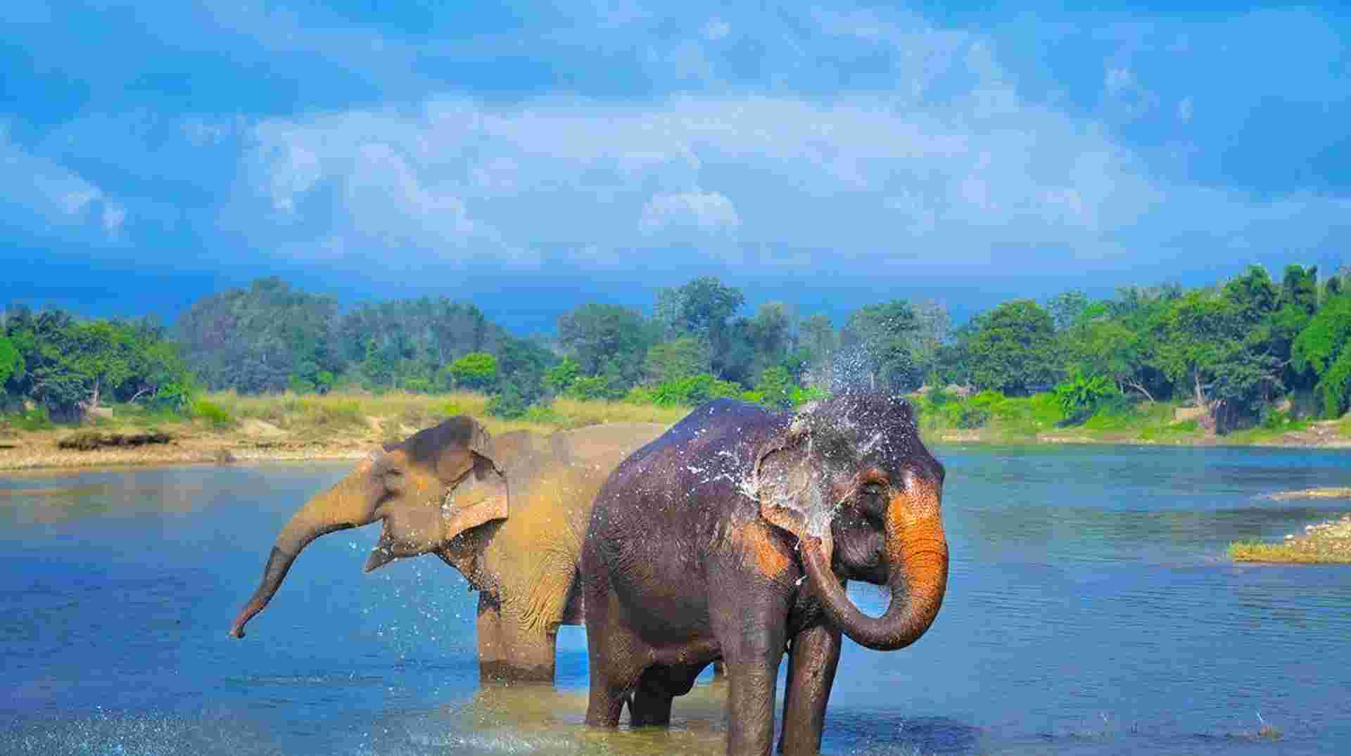 1 Day Chitwan Safari Tour