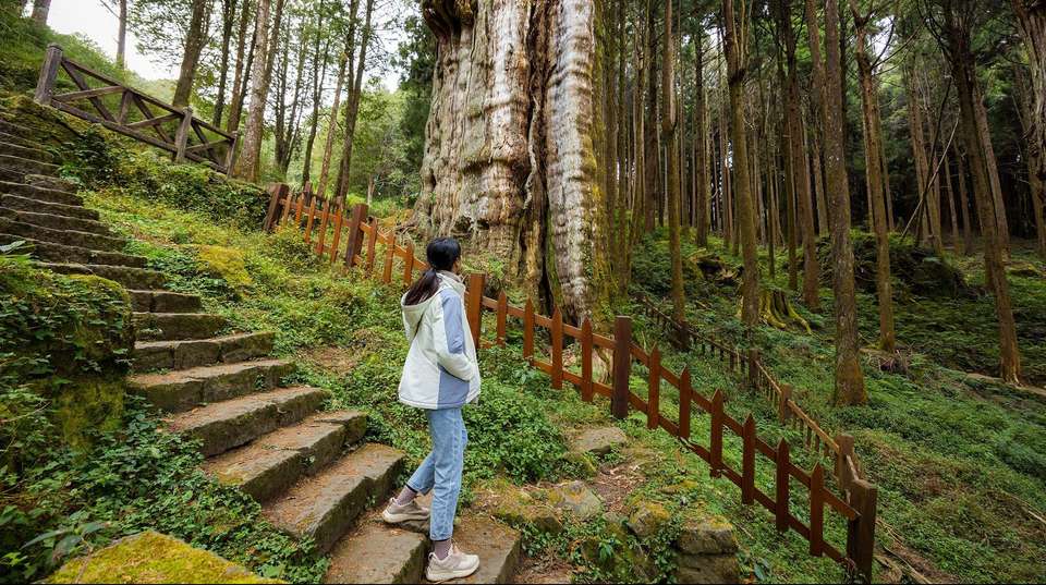 Alishan Taiwan 2 Day Private Tour from Taipei - Justaiwantour - Taiwan - Image 4