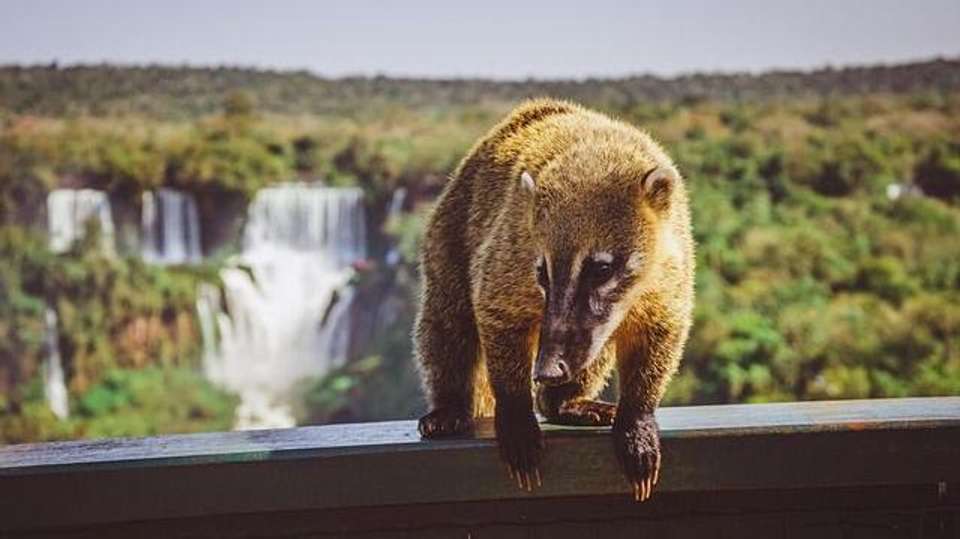 Argentina: Iguazu Falls Getaway - 3 days - Receptivo Aborigen Tours - Argentina - Image 8