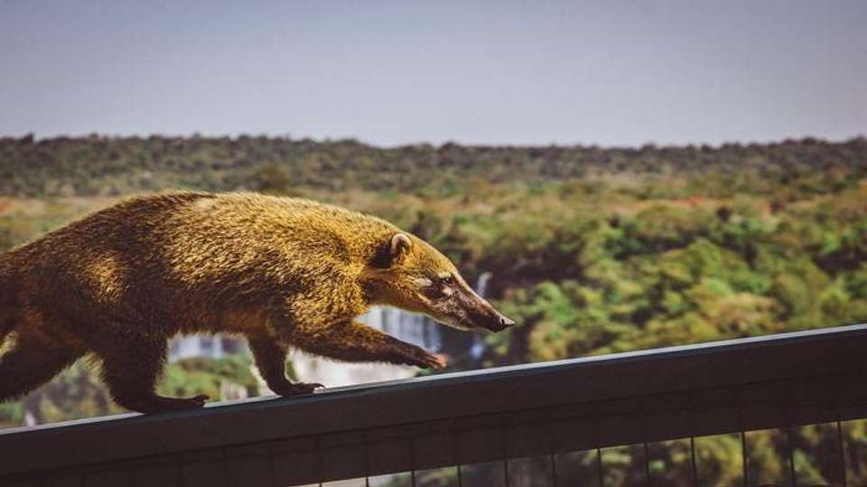 Argentina: Iguazu Falls in 4 days - Receptivo Aborigen Tours - Argentina