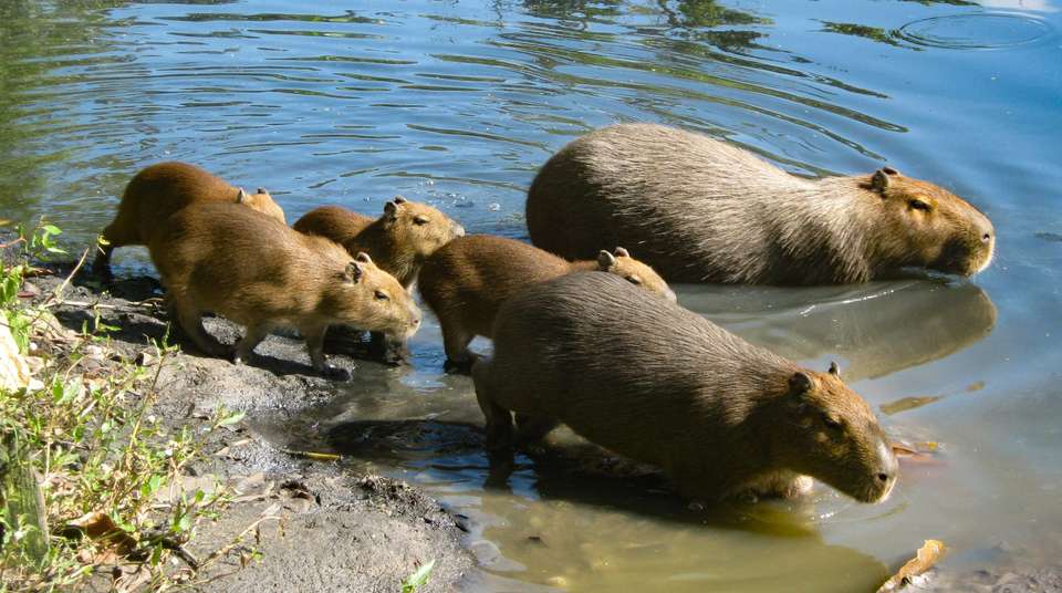 Bolivia: See & Experience it all in 10 days, Luxury Tour - Charliethetraveler - Bolivia