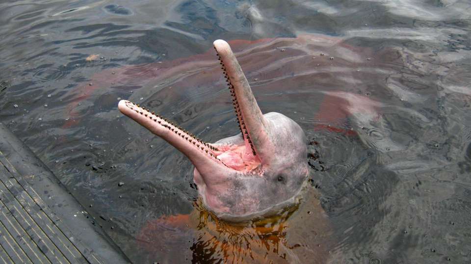 Bolivia: See & Experience it all in 10 days, Luxury Tour - Charliethetraveler - Bolivia